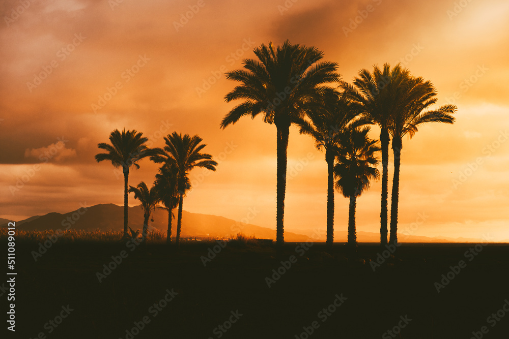 Copy space of silhouette tropical palm tree in sunset evening, among the bushes. Travel tropical summer beach holiday. Vintage tone filter effect color style. Copy space of silhouette tropical palm tree in sunset evening, among the bushes. Travel tropical summer beach holiday. Vintage tone filter effect color style.
