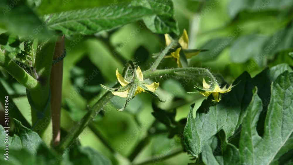 Yellow flowers of the tomato plant in summer Yellow flowers of the tomato plant in summer