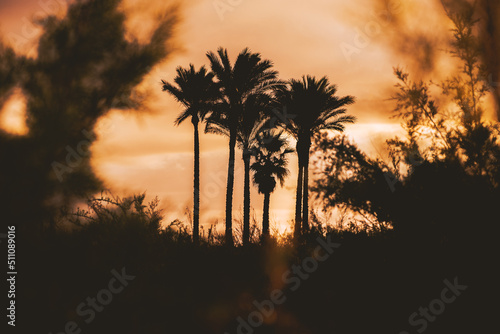 Silhouette tropical palm tree in sunset evening  among the bushes. Travel tropical summer beach holiday. Vintage tone filter effect color style. Copy space