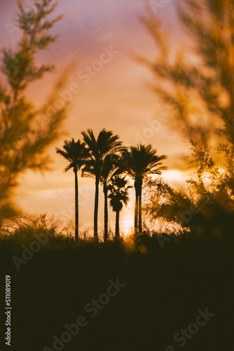 Copy space of silhouette tropical palm tree in sunset evening, among the bushes. Travel tropical summer beach holiday. Vintage tone filter effect color style.