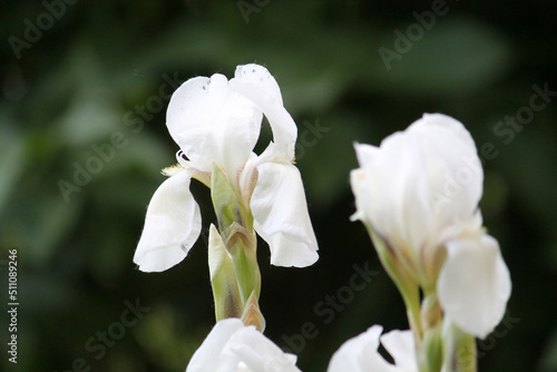 White iris flowers close-up in summer garden
