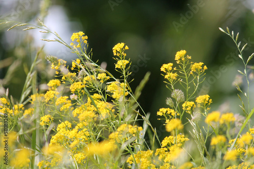 Yellow flowers of wintercress (Barbarea vulgaris) plant in wild