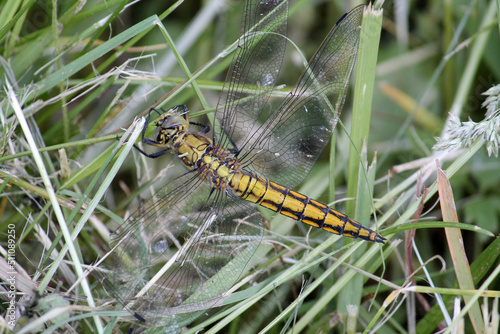 Immature female black-tailed skimmer (Orthetrum cancellatum) dragonfly in wild