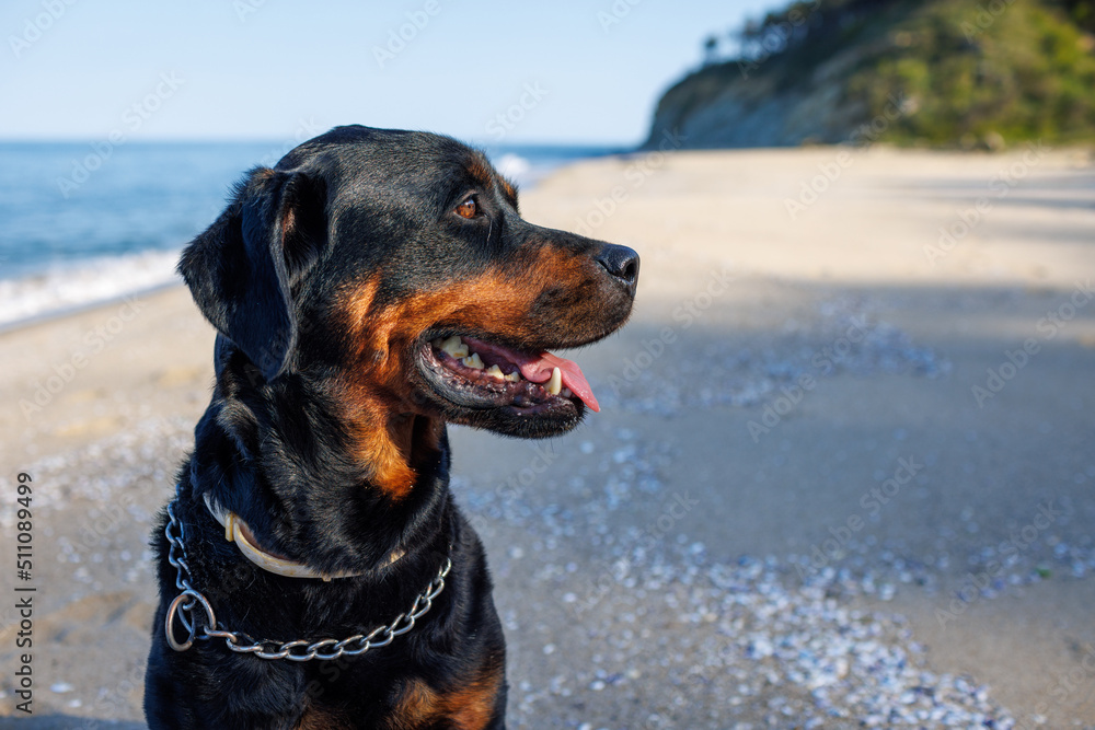 Rottweiler dog sits on the beach against the backdrop of the sea Rottweiler dog sits on the beach against the backdrop of the sea
