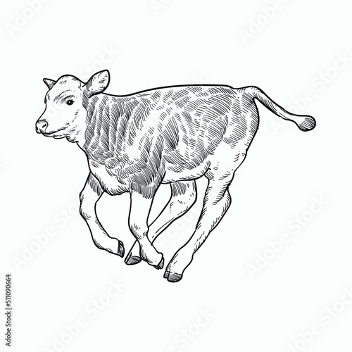 Vintage hand drawn sketch calves