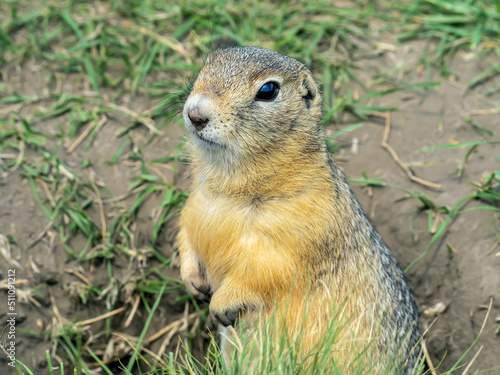 Gopher is standing on the lawn near its hole and looking at the camera. Close-up.