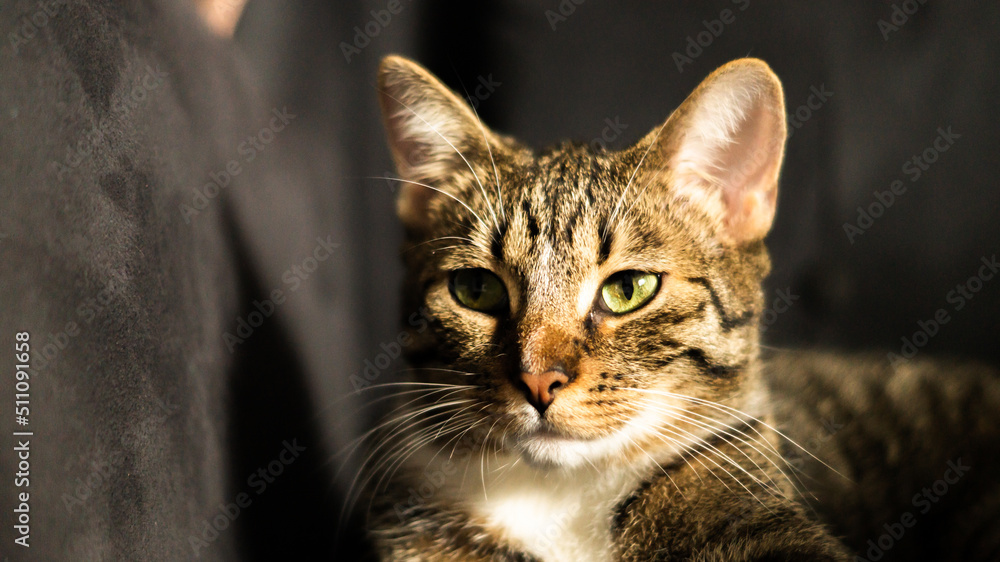 Fototapeta premium kot5