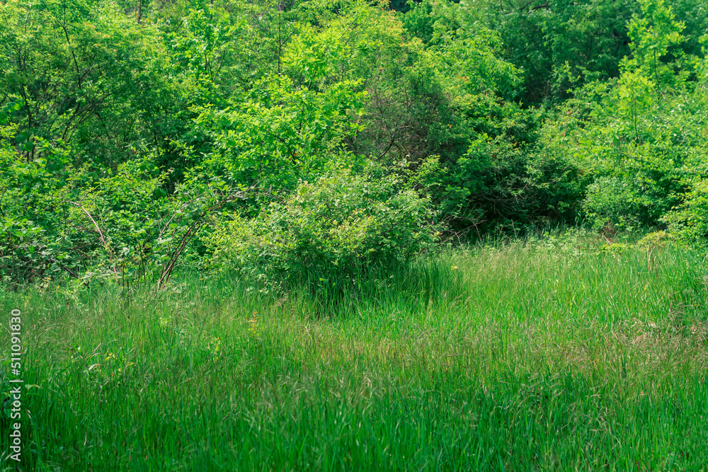 natural landscape, grassy meadow at the edge of a deciduous forest