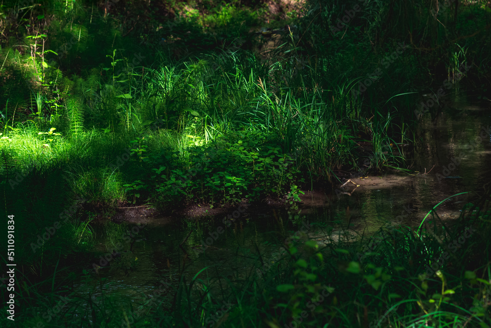 small shady forest river with grassy banks and sun glare small shady forest river with grassy banks and sun glare