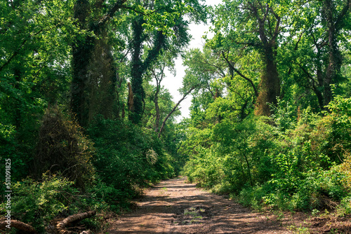dirt road through subtropical liana forest