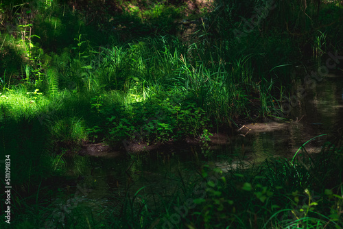 Fototapeta Naklejka Na Ścianę i Meble -  small shady forest river with grassy banks and sun glare