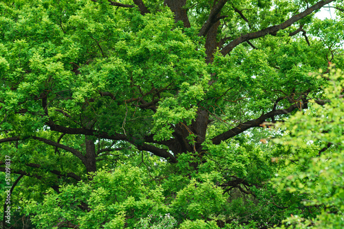 branches and foliage of a huge oak