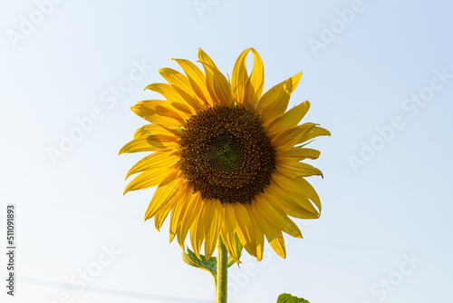 Sunflower garden