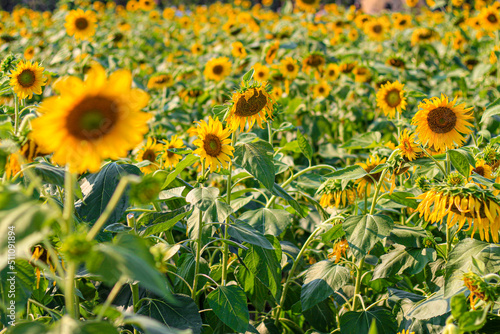 Sunflower garden