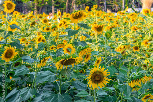 Sunflower garden