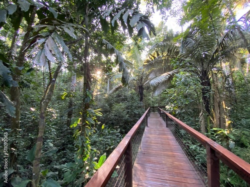 Fototapeta Naklejka Na Ścianę i Meble -  wooden path leading into untouched rainforest in south america