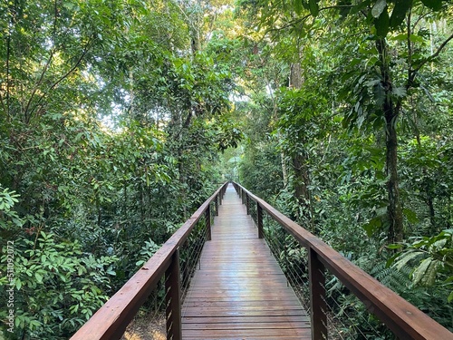 wooden walkway in tambopata rainforest in peru