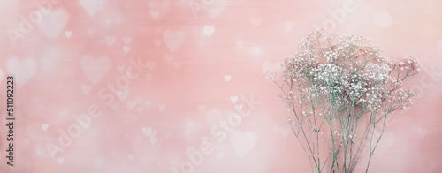 Gypsophila flower panorama ...