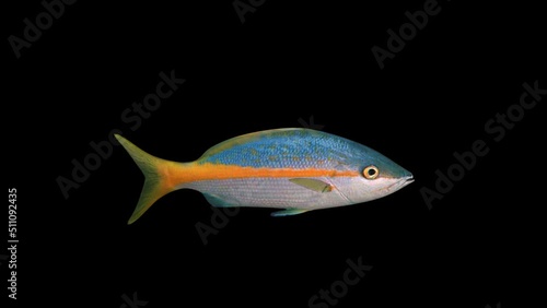 Snapper Fish animation.Full HD 1920×1080.6 Second Long.Transparent Alpha video.LOOP.