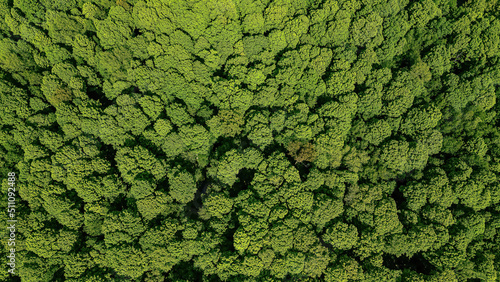 Aerial view of springtime forest