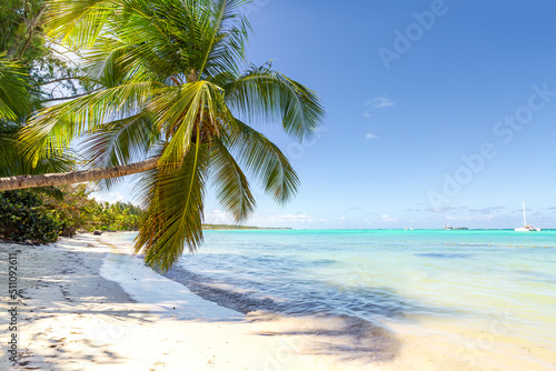 Fototapeta Naklejka Na Ścianę i Meble -  Coconut palm tree at sunny day with calm ocean and sandy beach