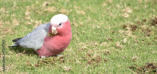 Pretty pink galah feeding in a park