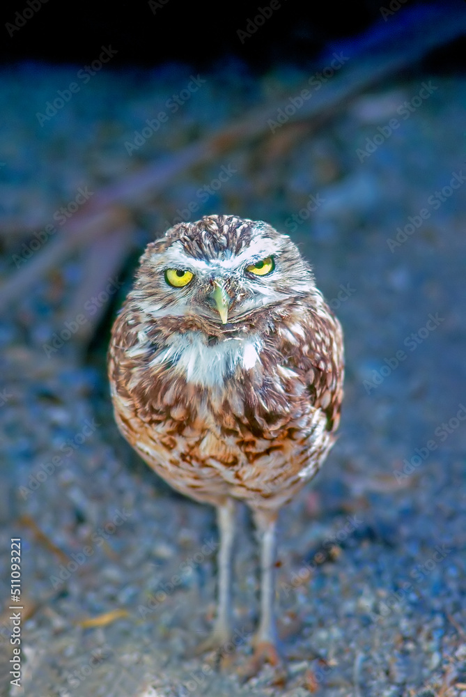 Fototapeta premium Burrowing Owl
