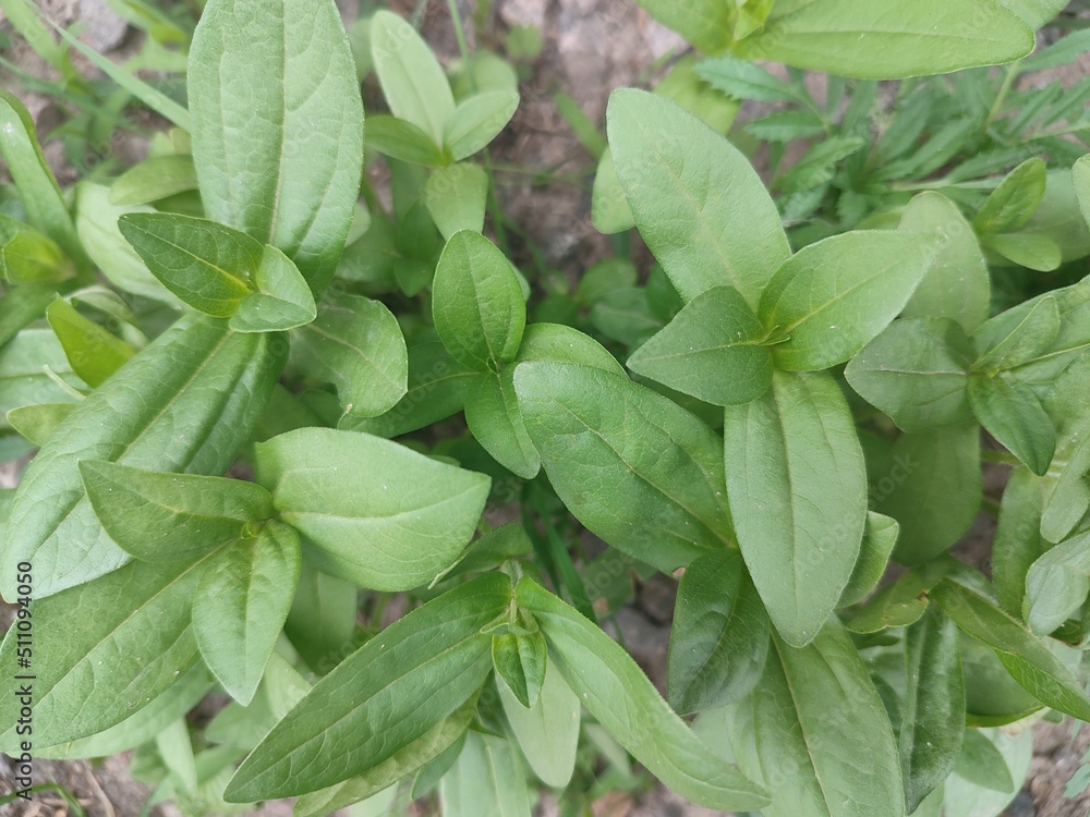 Fototapeta premium fresh leaves plant