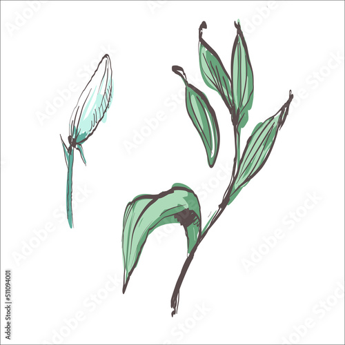 Lily flower bud and leaves details in black and white line colored graphic.