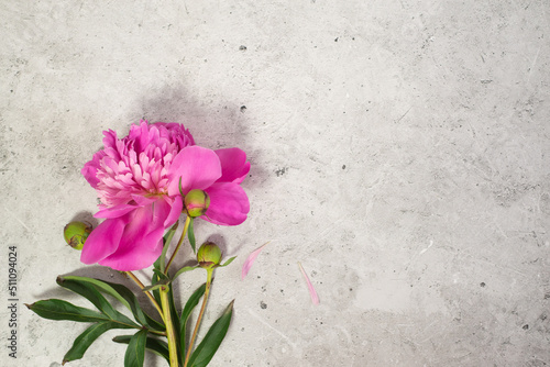 Bouquet of peonies on a concrete background.