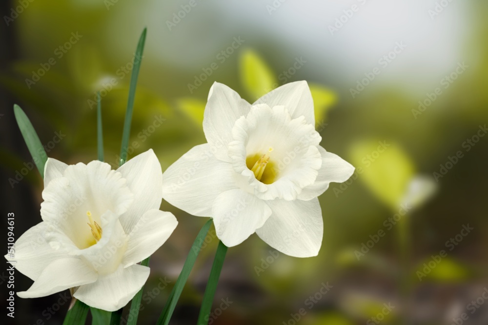 Obraz premium Fresh flowers in the garden, green background