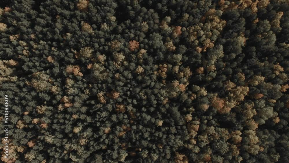 Yellow and green forest in autumn time in Ural, Russia. Beautiful autumn nature landscape at during daytime. Aerial view from a drone Yellow and green forest in autumn time in Ural, Russia. Beautiful autumn nature landscape at during daytime. Aerial view from a drone
