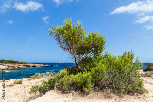 A pine bush grew to size of average tree on lifeless rocky surface of Ibiza island near the water, Balearic Islands, Spain