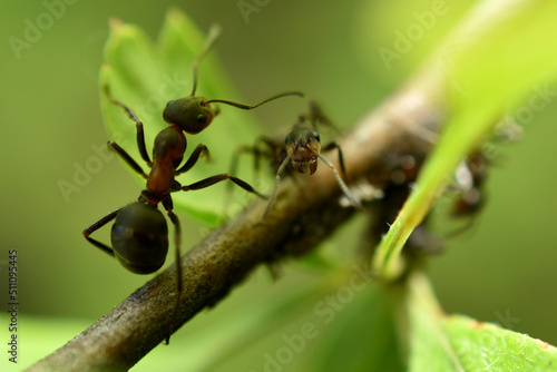 Large brown ant on a branch. © Михаил Жигалин