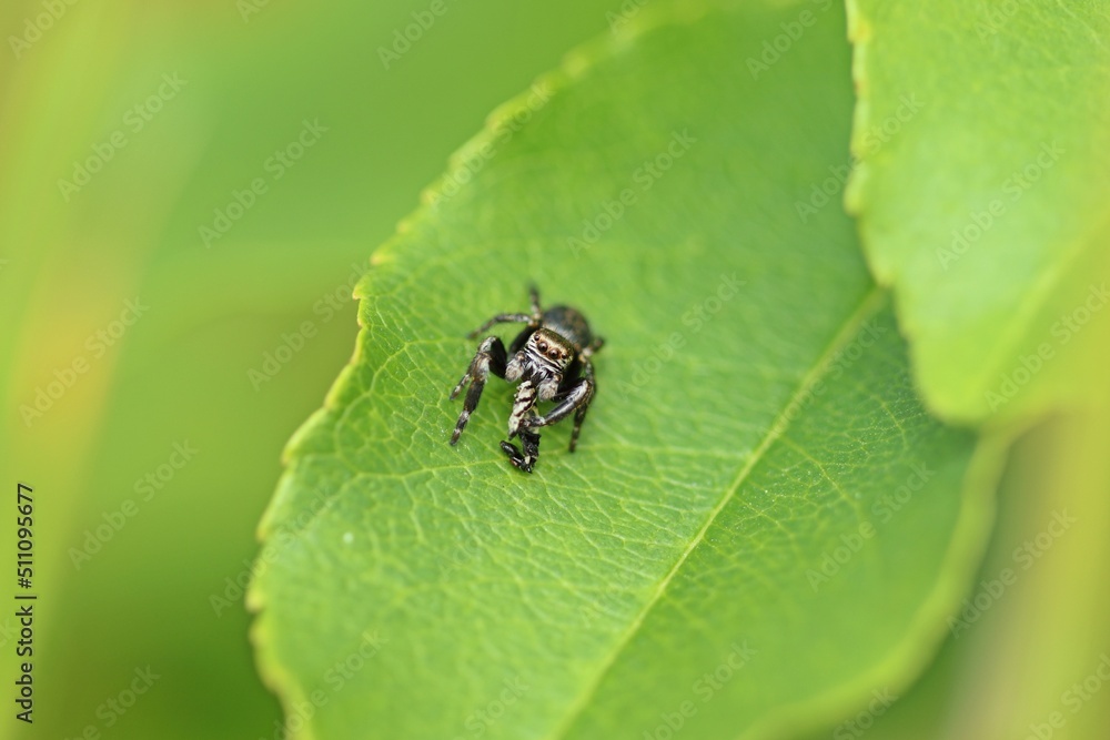 Männliche Schwarze Springspinne (Evarcha arcuata) Männliche Schwarze Springspinne (Evarcha arcuata)