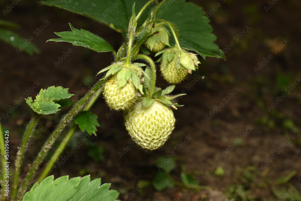Green unripe strawberries on the stem. Green unripe strawberries on the stem.