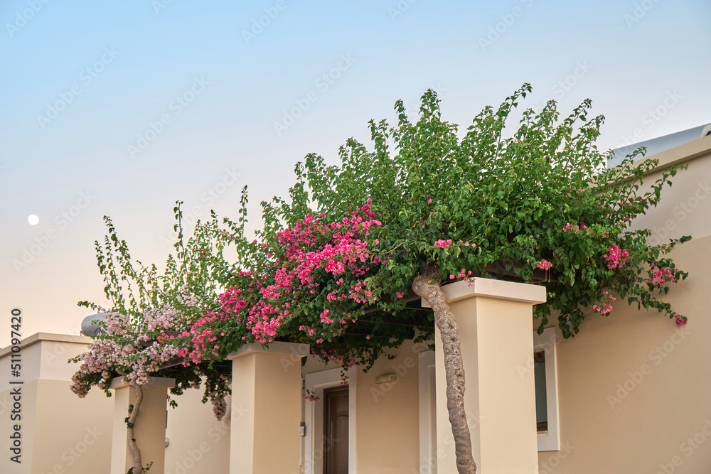 Blossoming trees decorate entrance to private hotel under clear sky at twilight. Lush branches with green leaves and pink flowers grow by hotel building