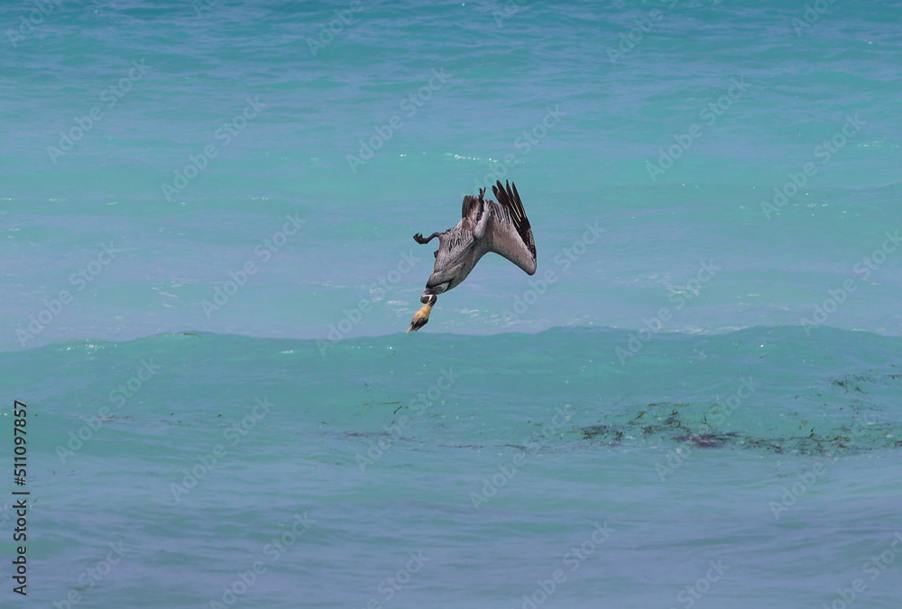 Pelican hunting on the sea in Cayo Santa Maria, Cuba