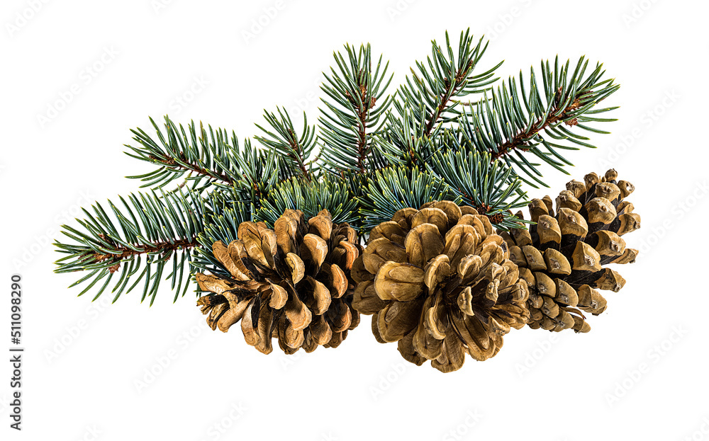 Fototapeta premium Brown pine cone on white background with clipping pass