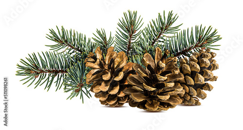 Brown pine cone on white background with clipping pass