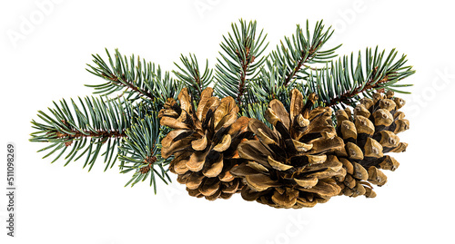 Brown pine cone on white background with clipping pass photo