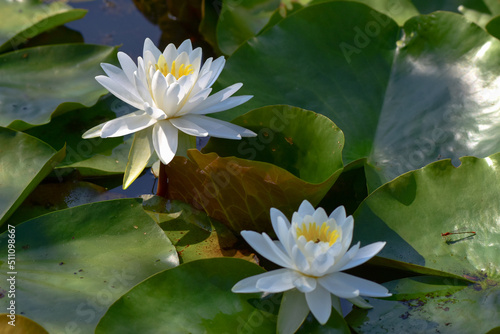 Two white water lilis bloom in a pond at Kenilworth Aquatic Gardens in Washington, DC. photo