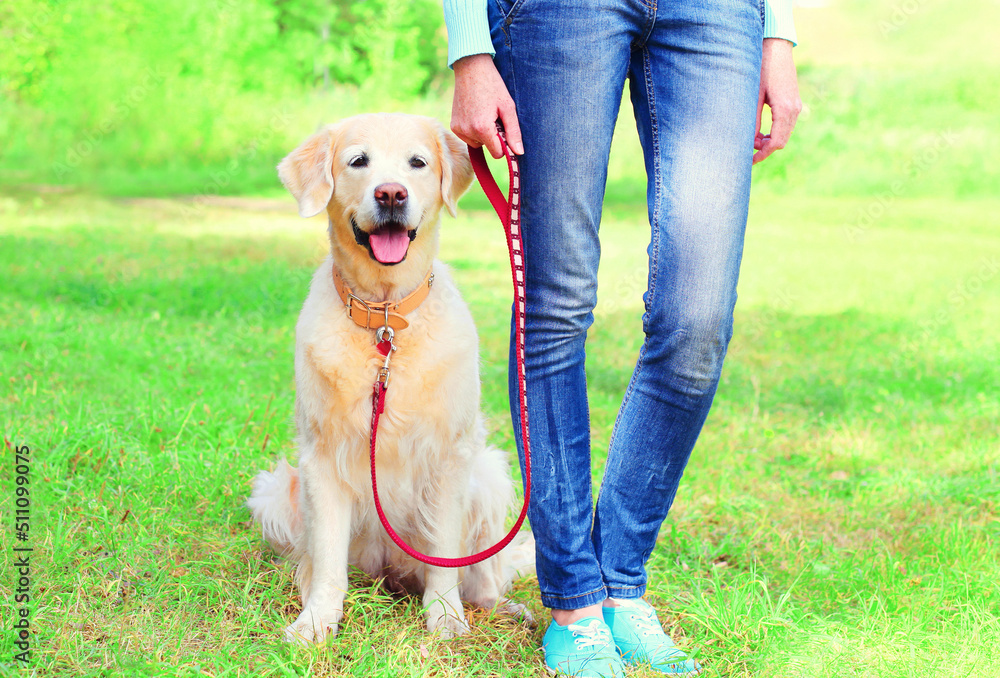 Owner woman walking with her Golden Retriever dog on leash in summer park Owner woman walking with her Golden Retriever dog on leash in summer park
