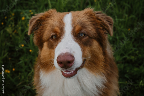 Happy puppy aussie red tricolor sits in grass in summer, top view. Close up portrait of young Australian Shepherd dog of brown color with white chest and stripe on head.