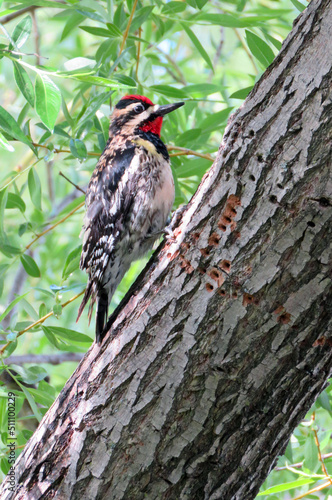 Red-naped Sapsucker © Mike Ende