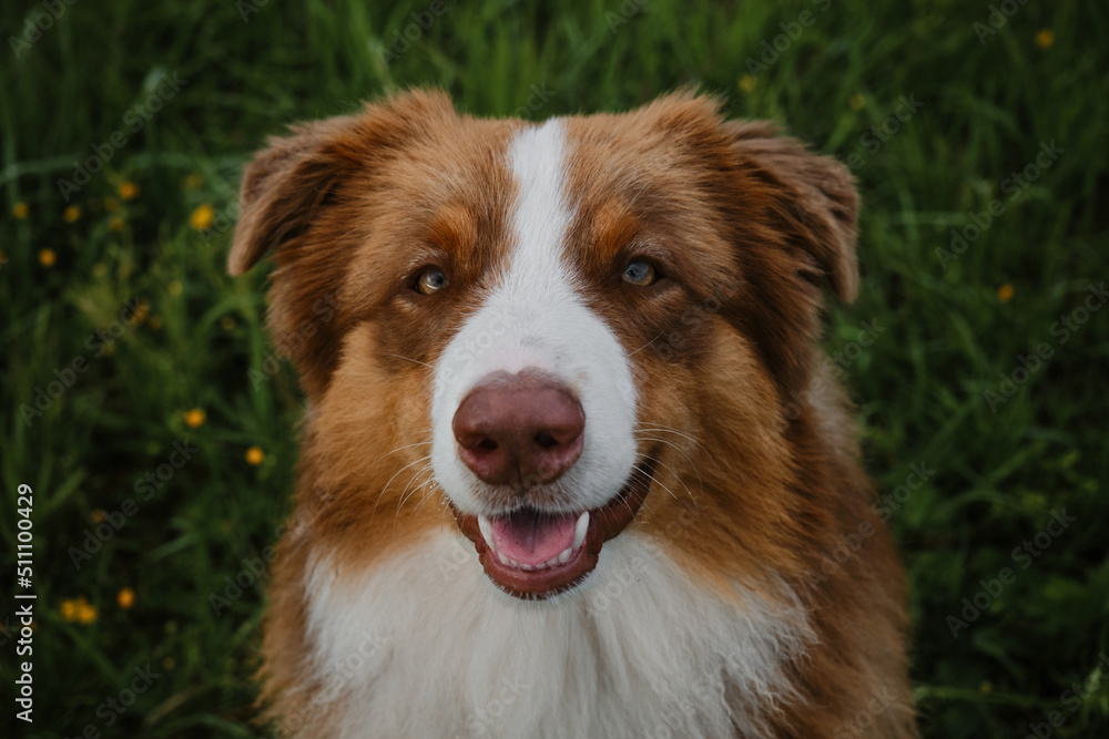 Happy puppy aussie red tricolor sits in grass in summer, top view. Close up portrait of young Australian Shepherd dog of brown color with white chest and stripe on head.