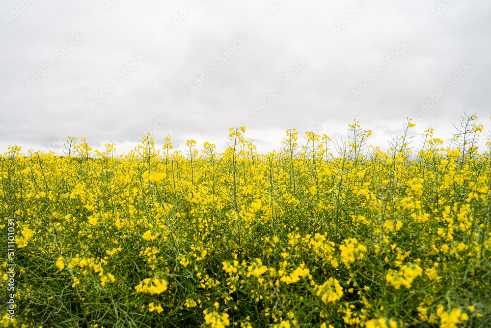 Obraz premium background of yellow rapeseed flowers bloom on the field, 