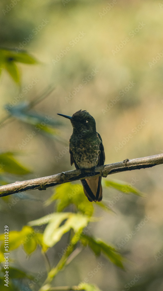 Hermoso colibrí / colibrí sentado / colibrí en reposo / colibrí / aves pequeñas / aves colombianas / ave polinizador Hermoso colibrí / colibrí sentado / colibrí en reposo / colibrí / aves pequeñas / aves colombianas / ave polinizador