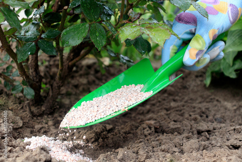 Fototapeta Naklejka Na Ścianę i Meble -  A gardener fertilizes a rose bush in a spring garden. Granulated mineral fertilizer.