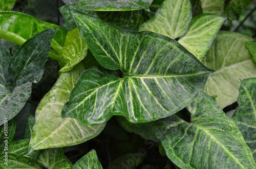 Tropical variegated arrowhead plant Syngonium 'White Butterfly'. Growing tropical house and office plants concept.